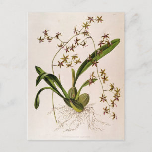 Odontolossum Hastatum Vykort