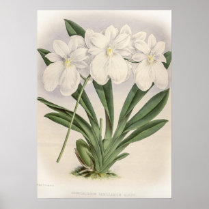 Odontolossum Vexillarium Orchid Poster