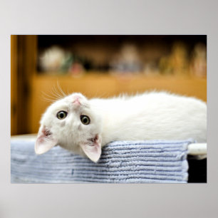 Oemotståndlig...gullig, älsklig kattunge poster