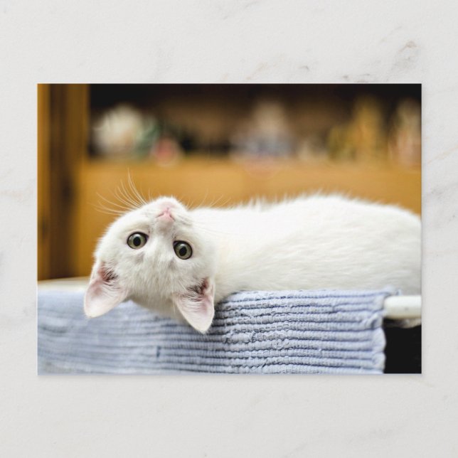 Oemotståndlig..omänsklig, lovvärd kattunge vykort (Framsida)