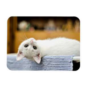 Oemotståndlig..omätliga och lovvärda kattunge magnet