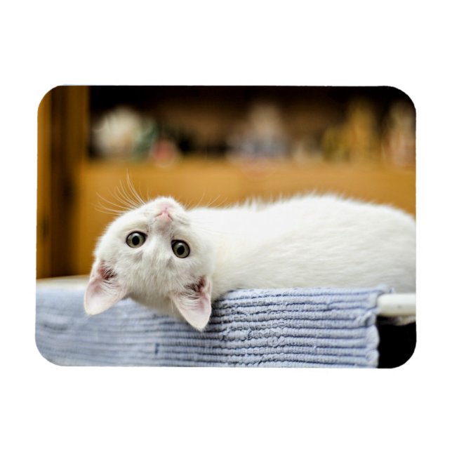 Oemotståndlig..omätliga och lovvärda kattunge magnet (Horisontell)