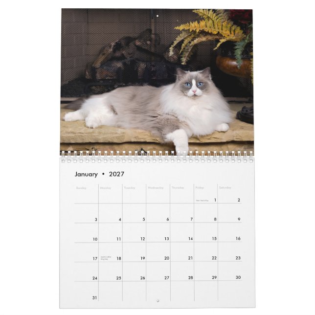 Oerhörd Ragdolls väggkalender Kalender (Jan 2027)
