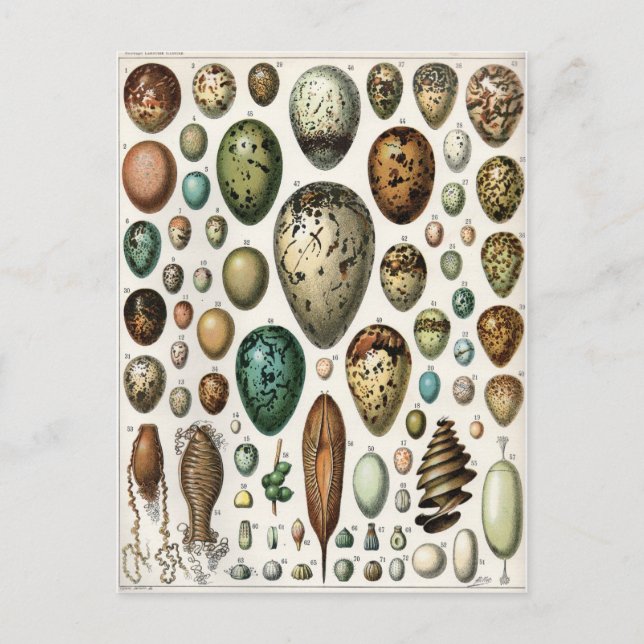 Oeufs Vykort (Framsida)