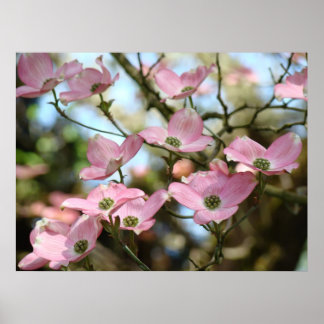 OFFICE ART DOGWOOD Flowers 9 Nature Art Prages Poster