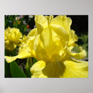 OFFICE ART Irises Gult Iris Flower ART PRINTS Poster