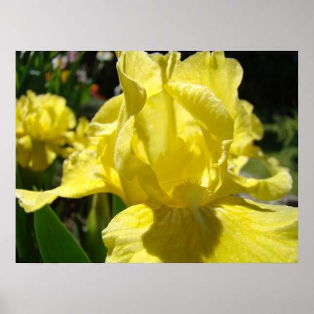 OFFICE ART Irises Gult Iris Flower ART PRINTS Poster (Framsidan)