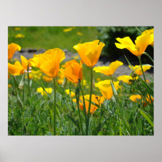 OFFICE ARTWORK POPPIES Poppy Flowers 5 Art Printin Poster