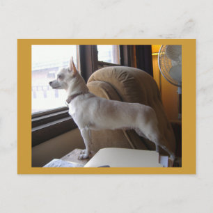 Office Chihuahua Postcard Vykort