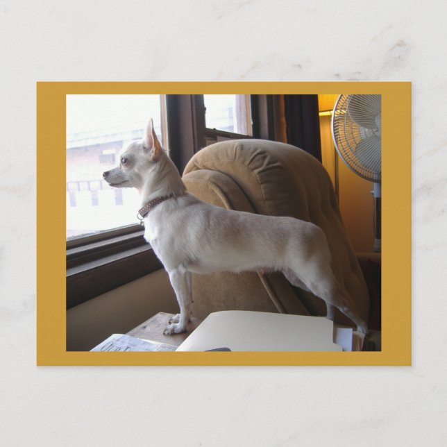 Office Chihuahua Postcard Vykort (Framsida)