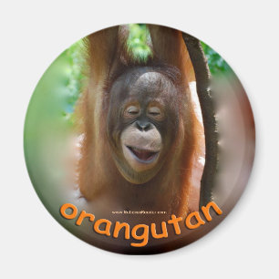 Officiell fläkt för Orangutan Magnet