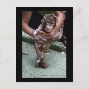 OFI Orangutan Orphan Rädding Baby Jackat Vykort