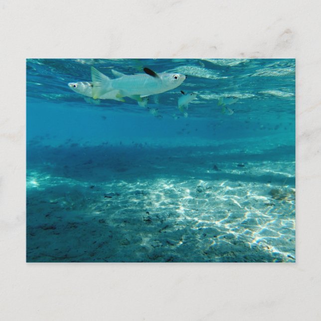 Ofinity Blue Vykort (Framsida)