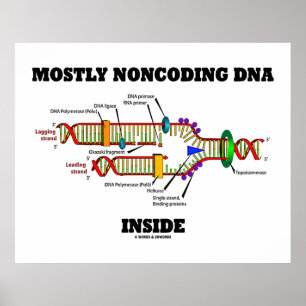 Oftast icke-kodande DNA inuti (DNA-replikering) Poster