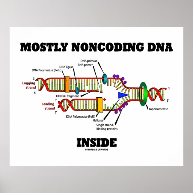 Oftast icke-kodande DNA inuti (DNA-replikering) Poster (Framsidan)
