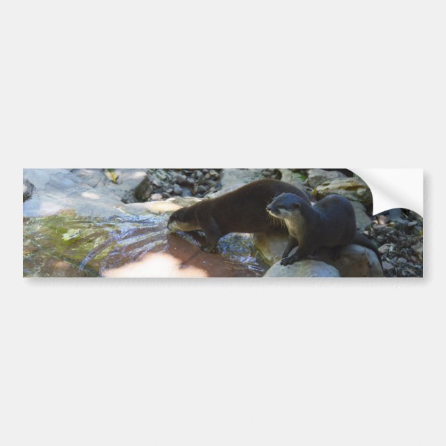 Ofters Drinking, Bumper Sticker Bildekal (Framsidan)