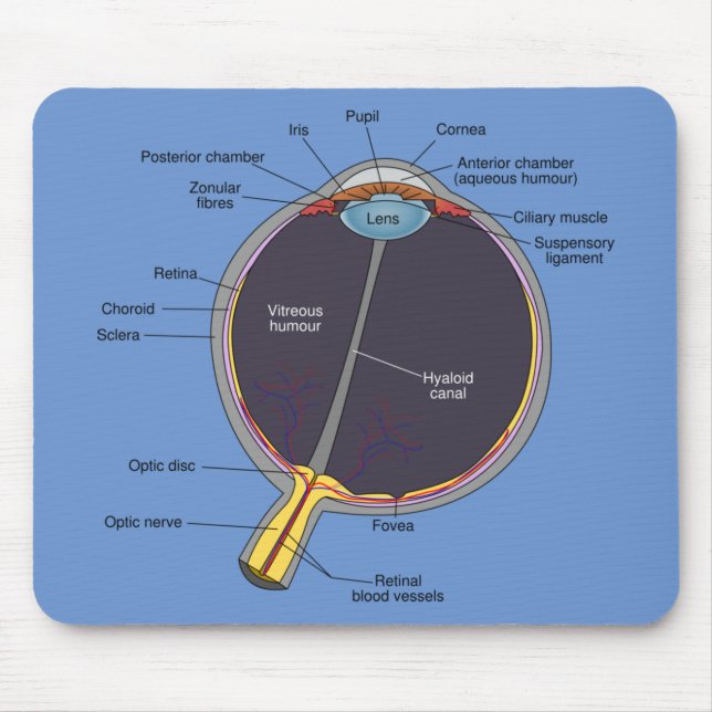 Öga Anatomy Musmatta (Framsidan)