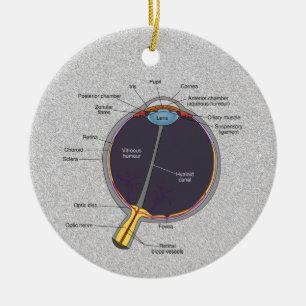 Öga Anatomy Ornament