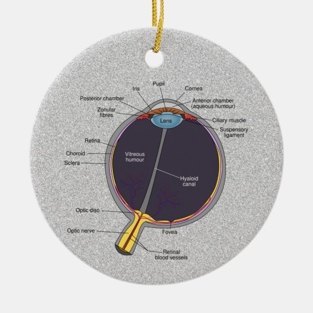 Öga Anatomy Ornament (Framsidan)