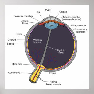 Öga Anatomy Poster