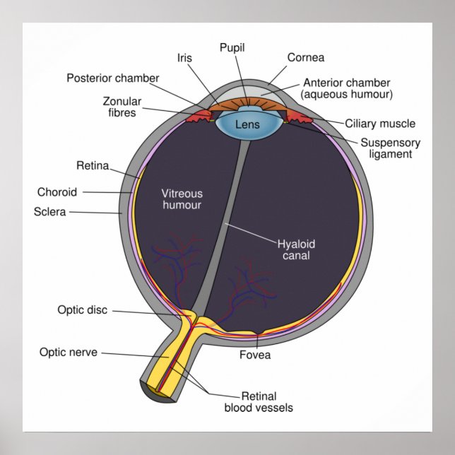 Öga Anatomy Poster (Framsidan)