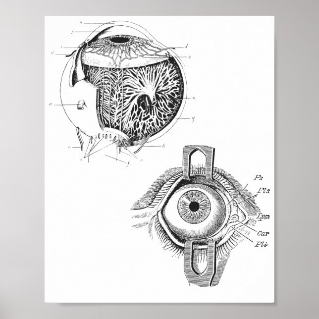 Öga-Anatomy Poster (Framsidan)