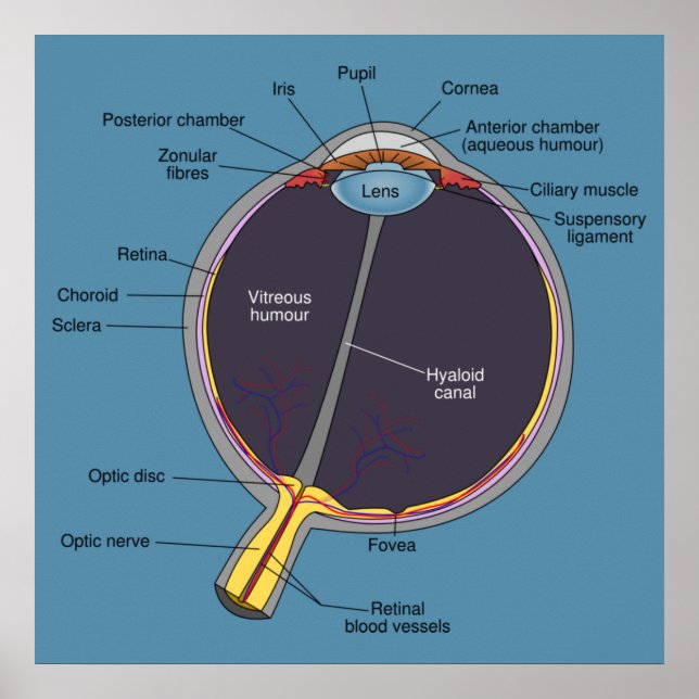 Öga Anatomy Poster (Framsidan)