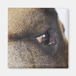 Öga av great dane magnet
