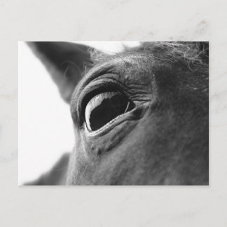 Öga av ponny 1 vykort