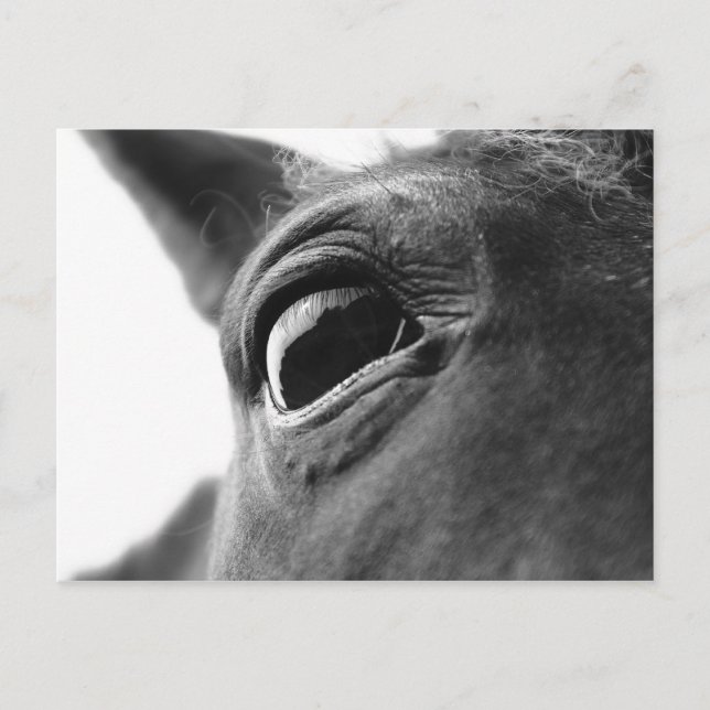 Öga av ponny 1 vykort (Framsida)