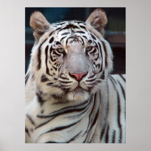 Öga av tigern poster
