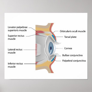 Öga conjunctiva anatomi Poster