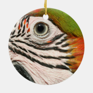 Öga för Macaw för Harlequin för Julgransprydnad Keramik