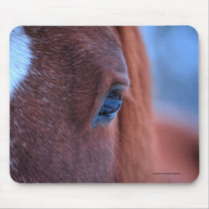 Öga i Chestnut Horse Equine Photo Musmatta
