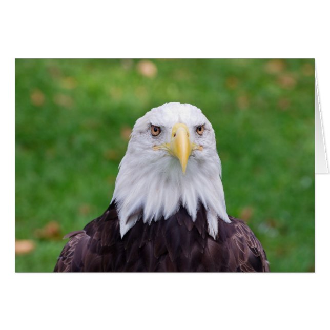 Öga i en Eagle Hälsningskort (Framsidan Horizontal)