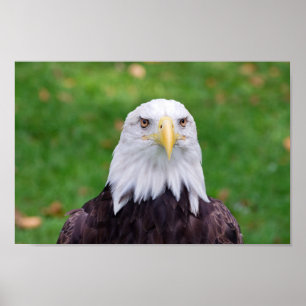 Öga i en Eagle Poster