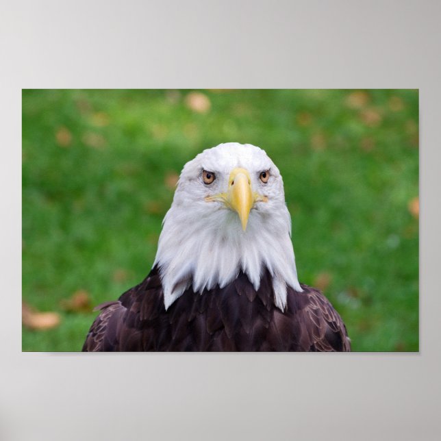 Öga i en Eagle Poster (Framsidan)