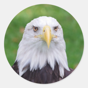 Öga i en Eagle Runt Klistermärke