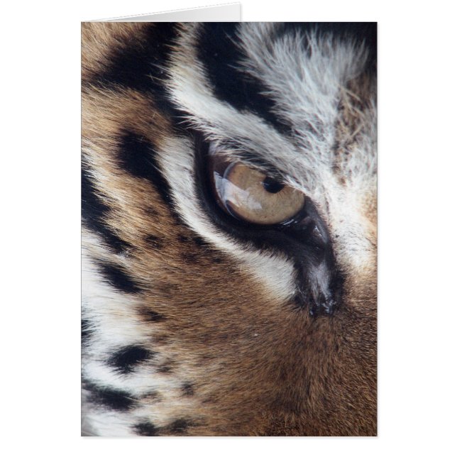 Öga i en tiger hälsningskort (Framsidan)