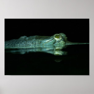 Öga i Gharial Poster
