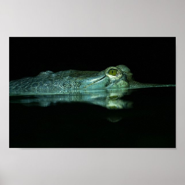 Öga i Gharial Poster (Framsidan)