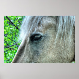 Öga i Horse White Ranch Mare Photo 2 Poster