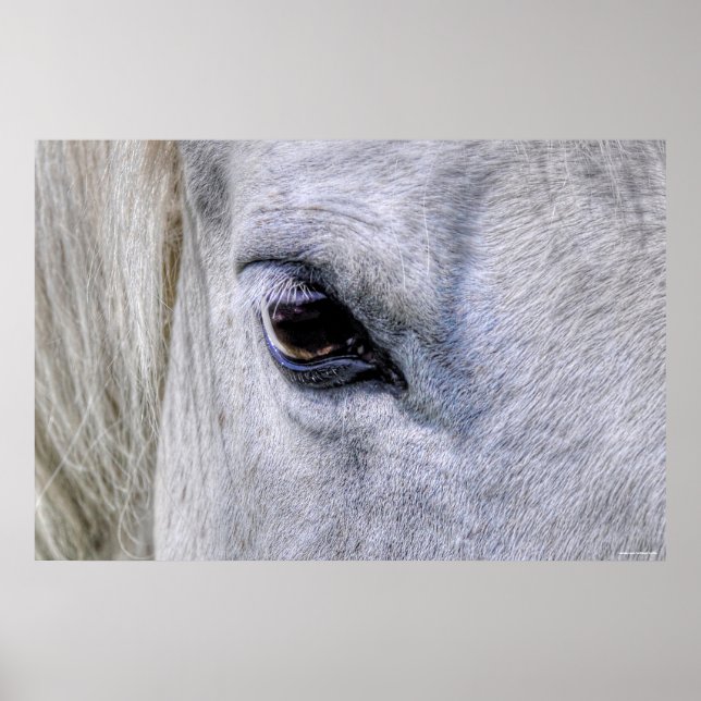 Öga i Horse White Ranch Mare Photo Poster (Framsidan)