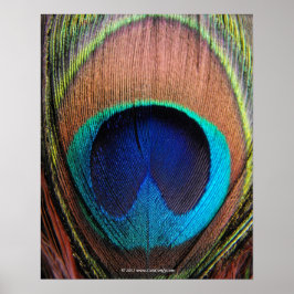 Öga i närheten av Peacock Feather Poster