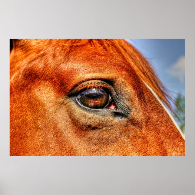 Öga i Red Dun Mare Horse Equine Photo Poster (Framsidan)