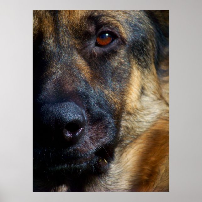 Öga i Shepherd Fine Art Prints Poster (Framsidan)