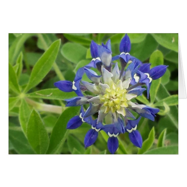 Öga i Texas Hälsningskort (Framsidan Horizontal)