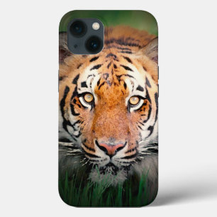 Öga i Tiger