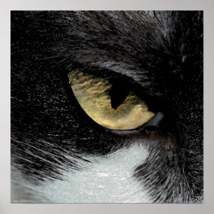 Öga i tigern poster
