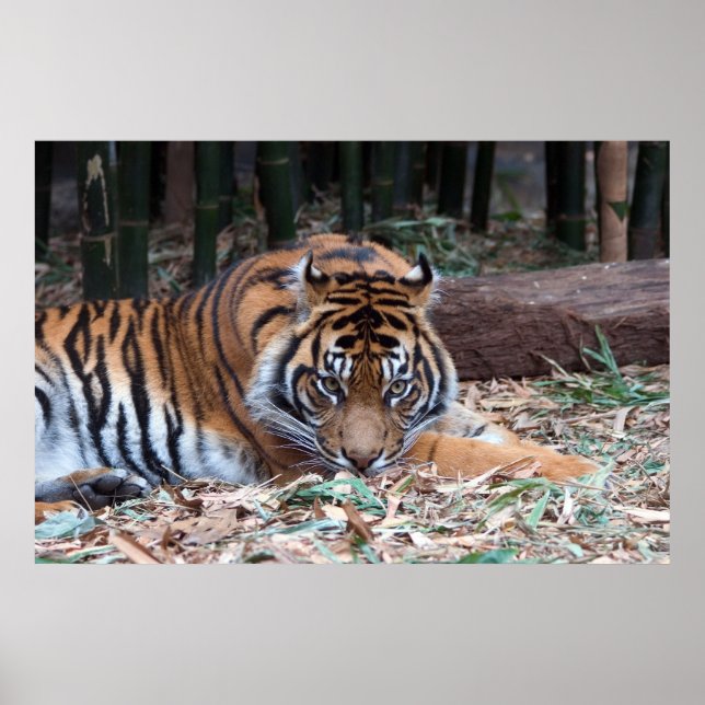 Öga i tigern poster (Framsidan)